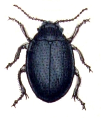 Scirtes hemisphaericus &copy; <bdi><a href="https://www.wikidata.org/wiki/Q18508143" class="extiw" title="d:Q18508143">Emil Hochdanz</a>
</bdi>