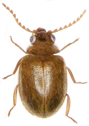 Prionocyphon serricornis © Udo Schmidt