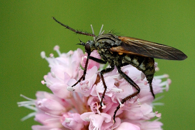 Empis variegata &copy; James K. Lindsey