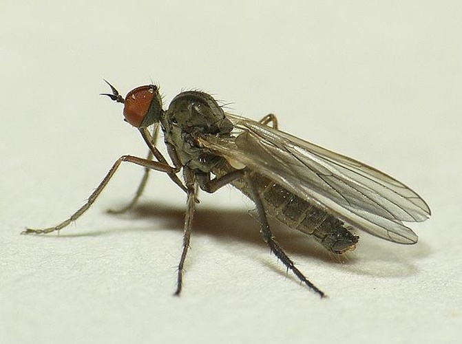 Empis nuntia © <table style="width:100%; border:1px solid #aaa; background:#efd; text-align:center"><tbody><tr>
<td>
<a href="//commons.wikimedia.org/wiki/File:Aspitates_ochrearia.jpg" class="image"><img alt="Aspitates ochrearia.jpg" src="https://upload.wikimedia.org/wikipedia/commons/thumb/b/bc/Aspitates_ochrearia.jpg/55px-Aspitates_ochrearia.jpg" decoding="async" width="55" height="41" srcset="https://upload.wikimedia.org/wikipedia/commons/thumb/b/bc/Aspitates_ochrearia.jpg/83px-Aspitates_ochrearia.jpg 1.5x, https://upload.wikimedia.org/wikipedia/commons/thumb/b/bc/Aspitates_ochrearia.jpg/110px-Aspitates_ochrearia.jpg 2x" data-file-width="800" data-file-height="600"></a>
</td>
<td>This image is created by user <a rel="nofollow" class="external text" href="http://waarneming.nl/user/photos/19474">Dick Belgers</a> at <a rel="nofollow" class="external text" href="http://waarneming.nl/">waarneming.nl</a>, a source of nature observations in the Netherlands.
</td>
</tr></tbody></table>