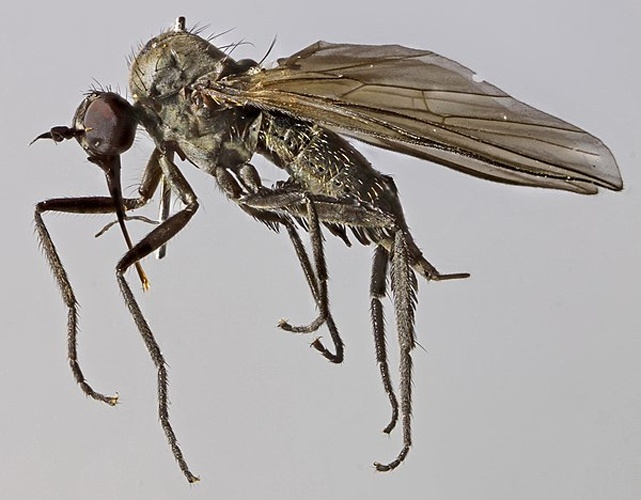Rhamphomyia albohirta © <a rel="nofollow" class="external text" href="https://www.flickr.com/people/130093583@N04">Janet Graham</a>