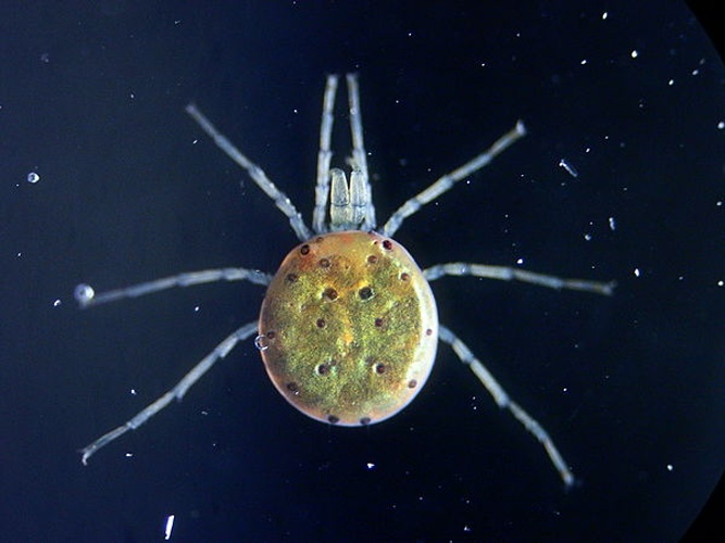 Sperchon glandulosus &copy; <a href="//commons.wikimedia.org/w/index.php?title=User:Nigrico&amp;action=edit&amp;redlink=1" class="new" title="User:Nigrico (page does not exist)">Nigrico</a>