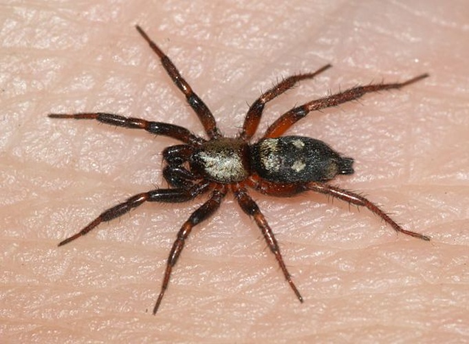 Callilepis schuszteri &copy; <a href="//commons.wikimedia.org/wiki/User:Sarefo" title="User:Sarefo">Sarefo</a>