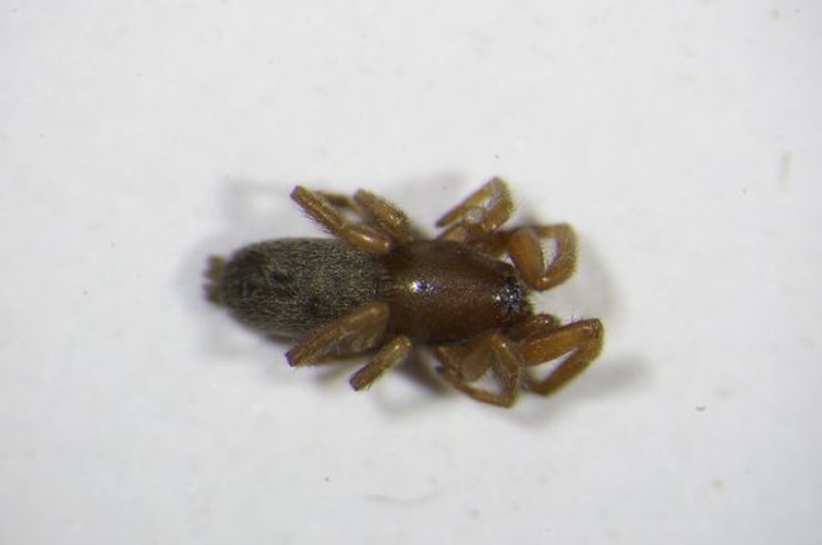 Haplodrassus minor &copy; Zoologische Staatssammlung Muenchen