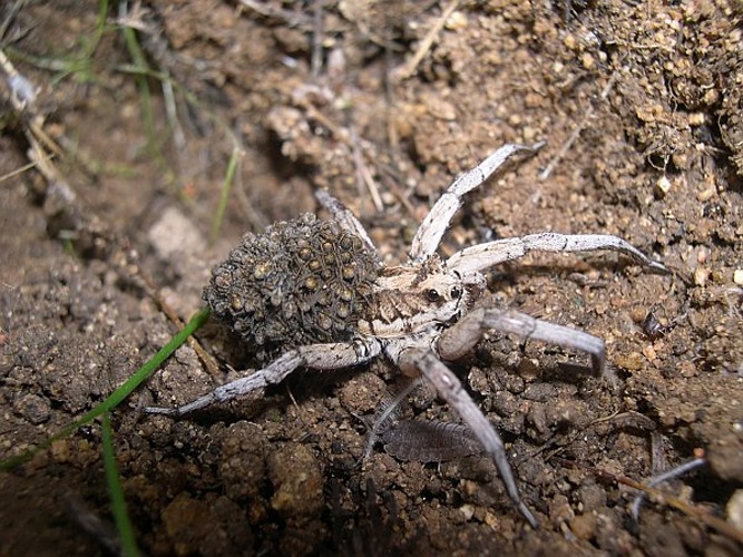 Lycosa tarantula © Alvaro