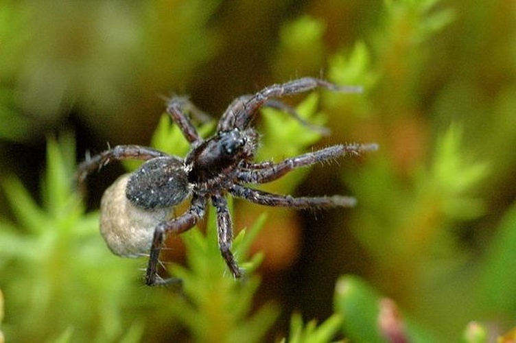 Pardosa sphagnicola © James K. Lindsey