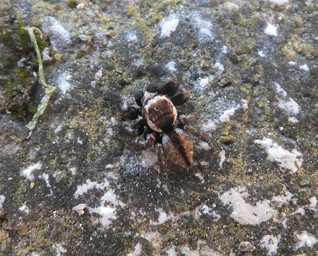 Evarcha michailovi &copy; esant