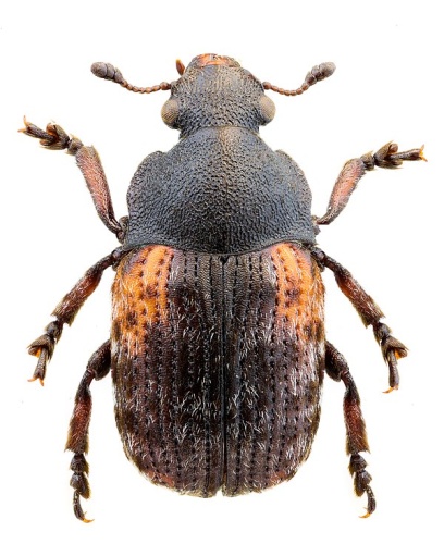 Anthribus scapularis © John Hallmén