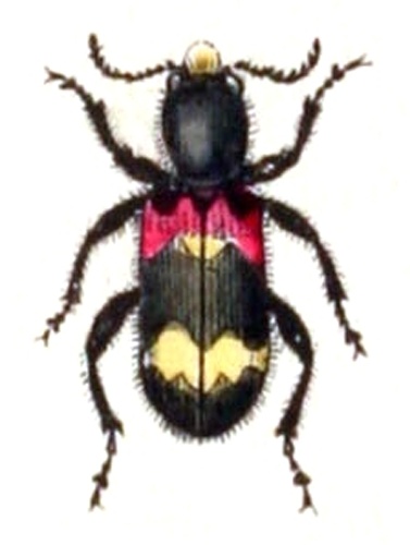 Clerus mutillarius &copy; <bdi><a href="https://www.wikidata.org/wiki/Q18508143" class="extiw" title="d:Q18508143">Emil Hochdanz</a>
</bdi>