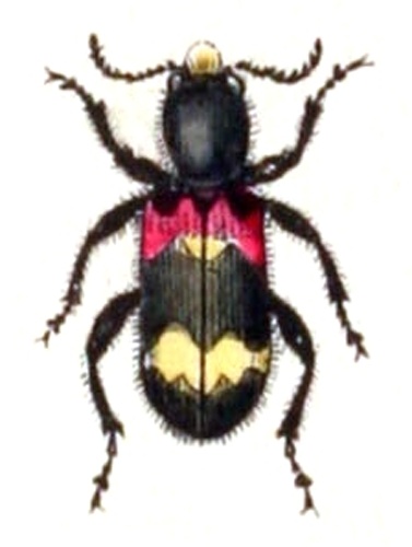 Clerus mutillarius © <bdi><a href="https://www.wikidata.org/wiki/Q18508143" class="extiw" title="d:Q18508143">Emil Hochdanz</a>
</bdi>