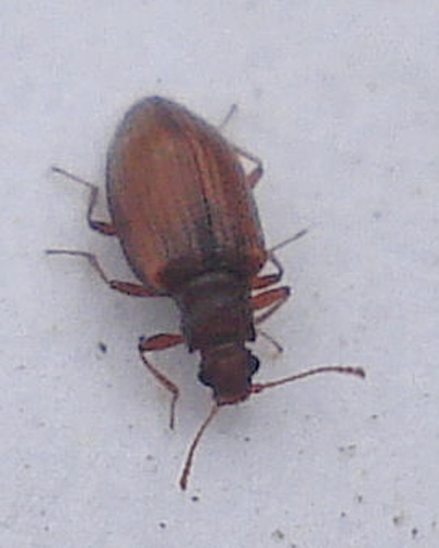 Stephostethus lardarius © <a rel="nofollow" class="external text" href="https://www.flickr.com/people/25258702@N04">Mick Talbot</a> from Lincoln (U.K.), England