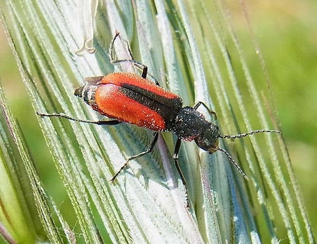 Malachius aeneus &copy; <a href="//commons.wikimedia.org/wiki/User:Siga" title="User:Siga">Siga</a>