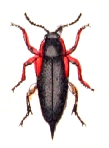 Mordellistena humeralis &copy; <bdi><a href="https://www.wikidata.org/wiki/Q18508143" class="extiw" title="d:Q18508143">Emil Hochdanz</a>
</bdi>