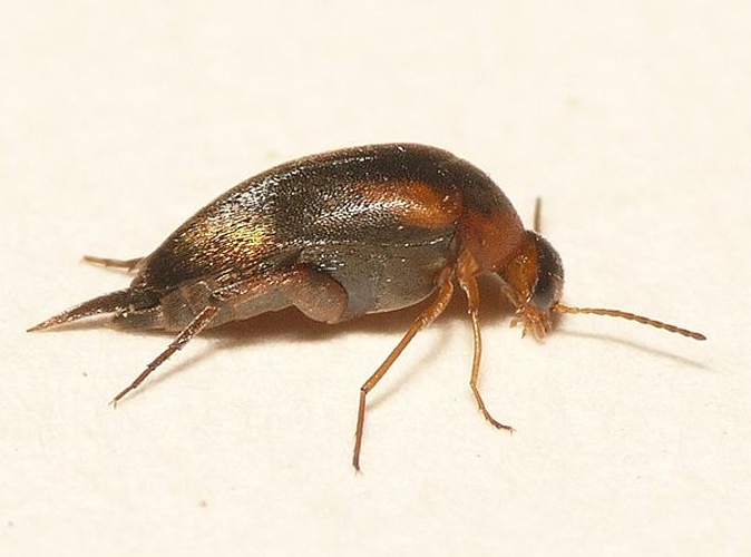 Mordellistena variegata &copy; <table style="width:100%; border:1px solid #aaa; background:#efd; text-align:center"><tbody><tr>
<td>
<a href="//commons.wikimedia.org/wiki/File:Aspitates_ochrearia.jpg" class="image"><img alt="Aspitates ochrearia.jpg" src="https://upload.wikimedia.org/wikipedia/commons/thumb/b/bc/Aspitates_ochrearia.jpg/55px-Aspitates_ochrearia.jpg" decoding="async" width="55" height="41" srcset="https://upload.wikimedia.org/wikipedia/commons/thumb/b/bc/Aspitates_ochrearia.jpg/83px-Aspitates_ochrearia.jpg 1.5x, https://upload.wikimedia.org/wikipedia/commons/thumb/b/bc/Aspitates_ochrearia.jpg/110px-Aspitates_ochrearia.jpg 2x" data-file-width="800" data-file-height="600"></a>
</td>
<td>This image is created by user <a rel="nofollow" class="external text" href="http://waarneming.nl/user/photos/19474">Dick Belgers</a> at <a rel="nofollow" class="external text" href="http://waarneming.nl/">waarneming.nl</a>, a source of nature observations in the Netherlands.
</td>
</tr></tbody></table>