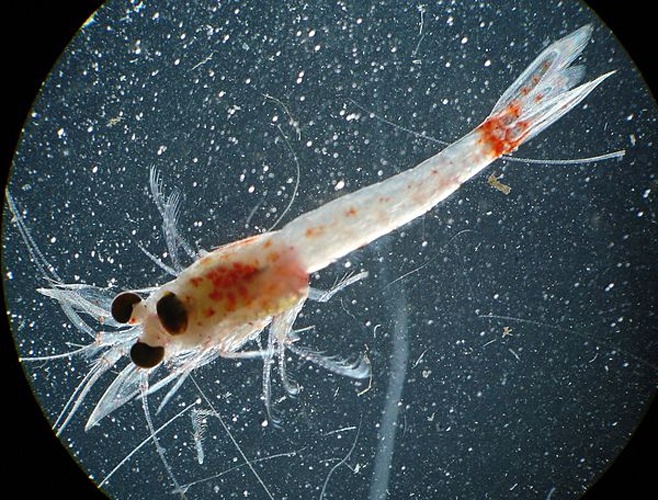 Hemimysis anomala © S. Pothoven, Great Lakes Environmental Research Laboratory