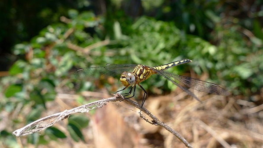 Diplacodes lefebvrii © <a rel="nofollow" class="external text" href="https://www.flickr.com/people/31031835@N08">John Tann</a> from Sydney, Australia