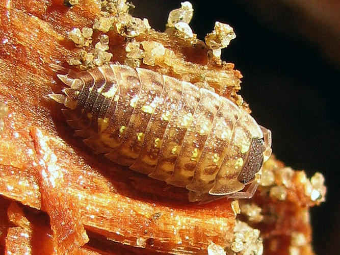 Porcellio spinicornis &copy; <table style="width:100%; border:1px solid #aaa; background:#efd; text-align:center"><tbody><tr>
<td>
<a href="//commons.wikimedia.org/wiki/File:Aspitates_ochrearia.jpg" class="image"><img alt="Aspitates ochrearia.jpg" src="https://upload.wikimedia.org/wikipedia/commons/thumb/b/bc/Aspitates_ochrearia.jpg/55px-Aspitates_ochrearia.jpg" decoding="async" width="55" height="41" srcset="https://upload.wikimedia.org/wikipedia/commons/thumb/b/bc/Aspitates_ochrearia.jpg/83px-Aspitates_ochrearia.jpg 1.5x, https://upload.wikimedia.org/wikipedia/commons/thumb/b/bc/Aspitates_ochrearia.jpg/110px-Aspitates_ochrearia.jpg 2x" data-file-width="800" data-file-height="600"></a>
</td>
<td>This image is created by user <a rel="nofollow" class="external text" href="http://waarneming.nl/user/photos/12318">Arp</a> at <a rel="nofollow" class="external text" href="http://waarneming.nl/">waarneming.nl</a>, a source of nature observations in the Netherlands.
</td>
</tr></tbody></table>