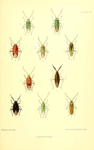 Heterotoma merioptera © Edward Saunders