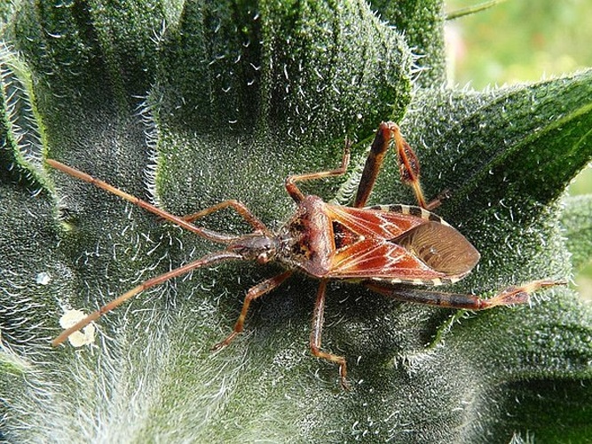 Western conifer seed bug © <a href="//commons.wikimedia.org/w/index.php?title=User:Sjonnoh&amp;action=edit&amp;redlink=1" class="new" title="User:Sjonnoh (page does not exist)">Sjonnoh</a>