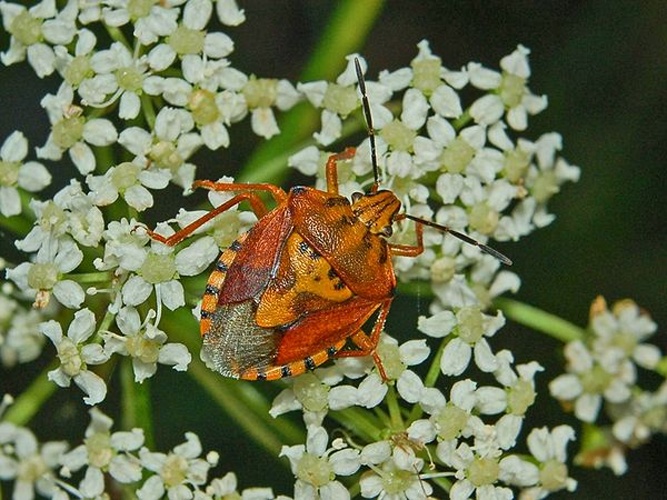 Carpocoris pudicus &copy; <a href="//commons.wikimedia.org/wiki/User:Hectonichus" title="User:Hectonichus">Hectonichus</a>
