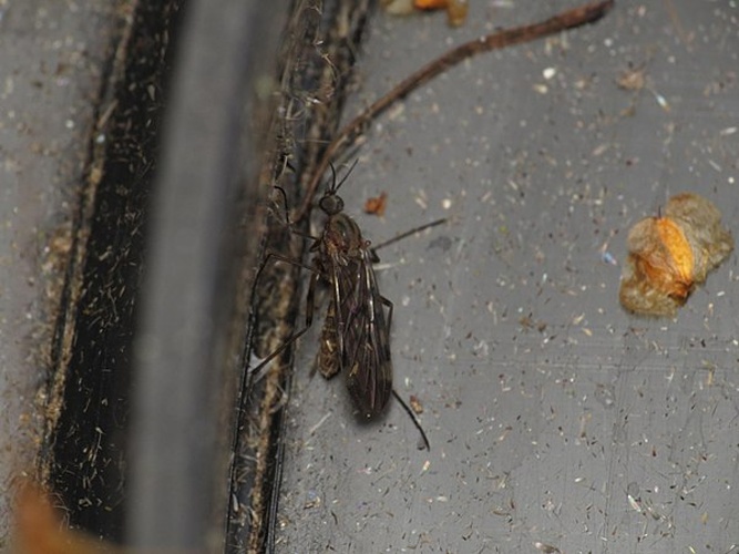 Sylvicola cinctus &copy; <a rel="nofollow" class="external text" href="https://www.flickr.com/people/25401497@N02">Donald Hobern</a> from Copenhagen, Denmark