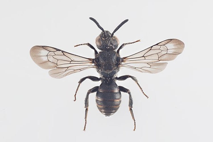 Biastes truncatus &copy; Arnstein Staverløkk/Norsk institutt for naturforskning