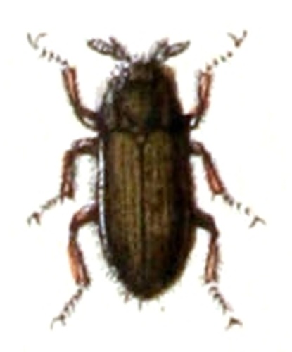 Dryops auriculatus &copy; <bdi><a href="https://www.wikidata.org/wiki/Q18508143" class="extiw" title="d:Q18508143">Emil Hochdanz</a>
</bdi>