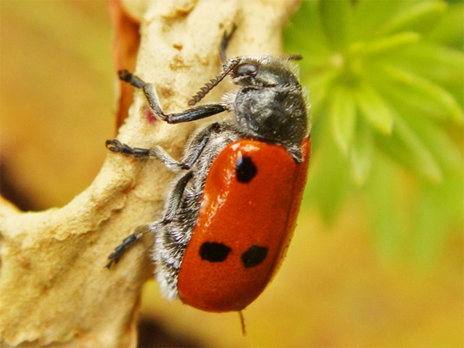 Lachnaia paradoxa © <a rel="nofollow" class="external text" href="https://www.flickr.com/photos/joaocoelho/">J. Coelho</a>