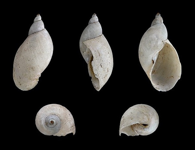 Pseudosuccinea columella © H. Zell