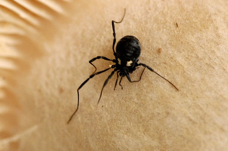 Nemastoma bimaculatum © James K. Lindsey