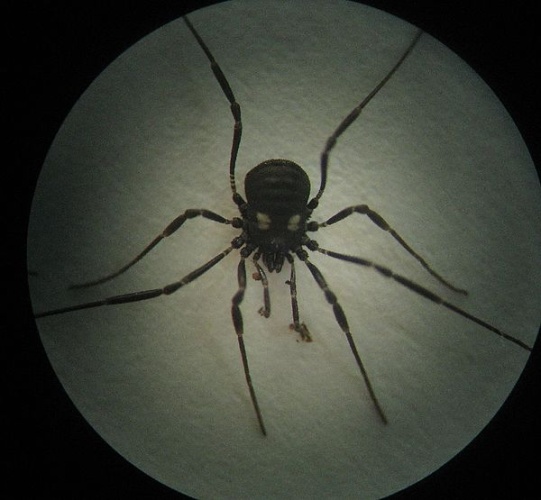 Nemastoma lugubre © Teppo Mutanen