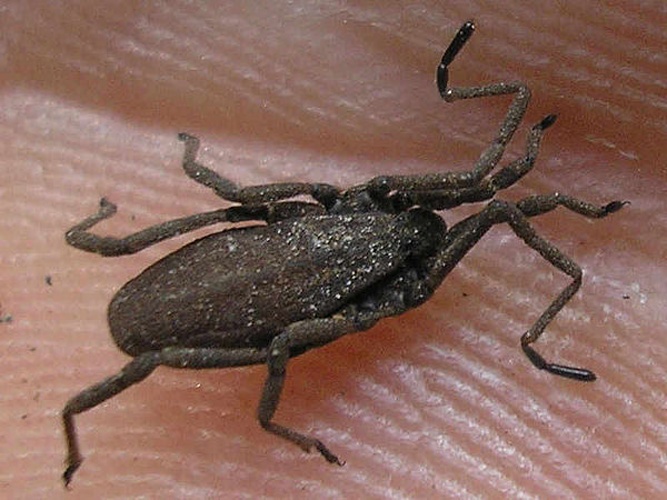 Trogulus nepaeformis © <table style="width:100%; border:1px solid #aaa; background:#efd; text-align:center"><tbody><tr>
<td>
<a href="//commons.wikimedia.org/wiki/File:Aspitates_ochrearia.jpg" class="image"><img alt="Aspitates ochrearia.jpg" src="https://upload.wikimedia.org/wikipedia/commons/thumb/b/bc/Aspitates_ochrearia.jpg/55px-Aspitates_ochrearia.jpg" decoding="async" width="55" height="41" srcset="https://upload.wikimedia.org/wikipedia/commons/thumb/b/bc/Aspitates_ochrearia.jpg/83px-Aspitates_ochrearia.jpg 1.5x, https://upload.wikimedia.org/wikipedia/commons/thumb/b/bc/Aspitates_ochrearia.jpg/110px-Aspitates_ochrearia.jpg 2x" data-file-width="800" data-file-height="600"></a>
</td>
<td>This image is created by user <a rel="nofollow" class="external text" href="http://waarneming.nl/user/photos/12318">Arp</a> at <a rel="nofollow" class="external text" href="http://waarneming.nl/">waarneming.nl</a>, a source of nature observations in the Netherlands.
</td>
</tr></tbody></table>