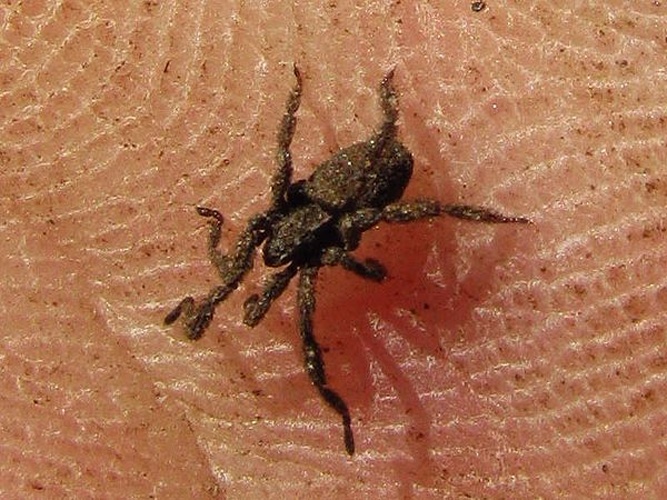 Anelasmocephalus cambridgei &copy; <table style="width:100%; border:1px solid #aaa; background:#efd; text-align:center"><tbody><tr>
<td>
<a href="//commons.wikimedia.org/wiki/File:Aspitates_ochrearia.jpg" class="image"><img alt="Aspitates ochrearia.jpg" src="https://upload.wikimedia.org/wikipedia/commons/thumb/b/bc/Aspitates_ochrearia.jpg/55px-Aspitates_ochrearia.jpg" decoding="async" width="55" height="41" srcset="https://upload.wikimedia.org/wikipedia/commons/thumb/b/bc/Aspitates_ochrearia.jpg/83px-Aspitates_ochrearia.jpg 1.5x, https://upload.wikimedia.org/wikipedia/commons/thumb/b/bc/Aspitates_ochrearia.jpg/110px-Aspitates_ochrearia.jpg 2x" data-file-width="800" data-file-height="600"></a>
</td>
<td>This image is created by user <a rel="nofollow" class="external text" href="http://waarneming.nl/user/photos/12318">Arp</a> at <a rel="nofollow" class="external text" href="http://waarneming.nl/">waarneming.nl</a>, a source of nature observations in the Netherlands.
</td>
</tr></tbody></table>