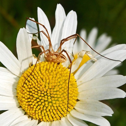 Metaphalangium cirtanum &copy; <a href="//commons.wikimedia.org/wiki/User:Hectonichus" title="User:Hectonichus">Hectonichus</a>