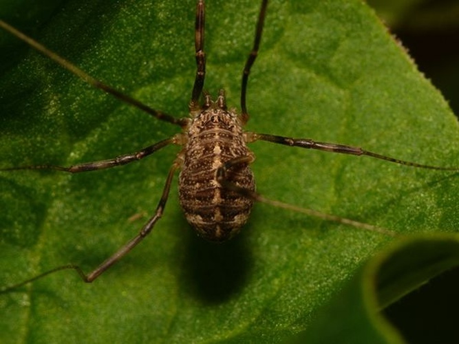 Opilio saxatilis &copy; <table style="width:100%; border:1px solid #aaa; background:#efd; text-align:center"><tbody><tr>
<td>
<a href="//commons.wikimedia.org/wiki/File:Aspitates_ochrearia.jpg" class="image"><img alt="Aspitates ochrearia.jpg" src="https://upload.wikimedia.org/wikipedia/commons/thumb/b/bc/Aspitates_ochrearia.jpg/55px-Aspitates_ochrearia.jpg" decoding="async" width="55" height="41" srcset="https://upload.wikimedia.org/wikipedia/commons/thumb/b/bc/Aspitates_ochrearia.jpg/83px-Aspitates_ochrearia.jpg 1.5x, https://upload.wikimedia.org/wikipedia/commons/thumb/b/bc/Aspitates_ochrearia.jpg/110px-Aspitates_ochrearia.jpg 2x" data-file-width="800" data-file-height="600"></a>
</td>
<td>This image is created by user <a rel="nofollow" class="external text" href="http://waarneming.nl/user/photos/19474">Dick Belgers</a> at <a rel="nofollow" class="external text" href="http://waarneming.nl/">waarneming.nl</a>, a source of nature observations in the Netherlands.
</td>
</tr></tbody></table>