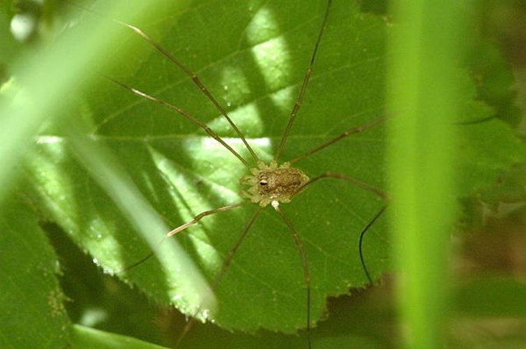 Rilaena triangularis © James K. Lindsey