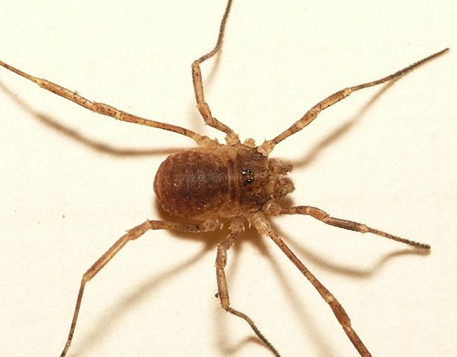 Lophopilio palpinalis © <table style="width:100%; border:1px solid #aaa; background:#efd; text-align:center"><tbody><tr>
<td>
<a href="//commons.wikimedia.org/wiki/File:Aspitates_ochrearia.jpg" class="image"><img alt="Aspitates ochrearia.jpg" src="https://upload.wikimedia.org/wikipedia/commons/thumb/b/bc/Aspitates_ochrearia.jpg/55px-Aspitates_ochrearia.jpg" decoding="async" width="55" height="41" srcset="https://upload.wikimedia.org/wikipedia/commons/thumb/b/bc/Aspitates_ochrearia.jpg/83px-Aspitates_ochrearia.jpg 1.5x, https://upload.wikimedia.org/wikipedia/commons/thumb/b/bc/Aspitates_ochrearia.jpg/110px-Aspitates_ochrearia.jpg 2x" data-file-width="800" data-file-height="600"></a>
</td>
<td>This image is created by user <a rel="nofollow" class="external text" href="http://waarneming.nl/user/photos/19474">Dick Belgers</a> at <a rel="nofollow" class="external text" href="http://waarneming.nl/">waarneming.nl</a>, a source of nature observations in the Netherlands.
</td>
</tr></tbody></table>