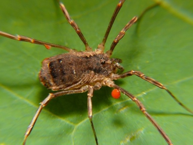 Lacinius ephippiatus © <table style="width:100%; border:1px solid #aaa; background:#efd; text-align:center"><tbody><tr>
<td>
<a href="//commons.wikimedia.org/wiki/File:Aspitates_ochrearia.jpg" class="image"><img alt="Aspitates ochrearia.jpg" src="https://upload.wikimedia.org/wikipedia/commons/thumb/b/bc/Aspitates_ochrearia.jpg/55px-Aspitates_ochrearia.jpg" decoding="async" width="55" height="41" srcset="https://upload.wikimedia.org/wikipedia/commons/thumb/b/bc/Aspitates_ochrearia.jpg/83px-Aspitates_ochrearia.jpg 1.5x, https://upload.wikimedia.org/wikipedia/commons/thumb/b/bc/Aspitates_ochrearia.jpg/110px-Aspitates_ochrearia.jpg 2x" data-file-width="800" data-file-height="600"></a>
</td>
<td>This image is created by user <a rel="nofollow" class="external text" href="http://waarneming.nl/user/photos/19474">Dick Belgers</a> at <a rel="nofollow" class="external text" href="http://waarneming.nl/">waarneming.nl</a>, a source of nature observations in the Netherlands.
</td>
</tr></tbody></table>