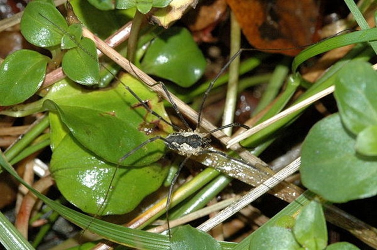 Mitopus morio &copy; James K. Lindsey