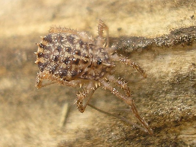 Homalenotus quadridentatus © <table style="width:100%; border:1px solid #aaa; background:#efd; text-align:center"><tbody><tr>
<td>
<a href="//commons.wikimedia.org/wiki/File:Aspitates_ochrearia.jpg" class="image"><img alt="Aspitates ochrearia.jpg" src="https://upload.wikimedia.org/wikipedia/commons/thumb/b/bc/Aspitates_ochrearia.jpg/55px-Aspitates_ochrearia.jpg" decoding="async" width="55" height="41" srcset="https://upload.wikimedia.org/wikipedia/commons/thumb/b/bc/Aspitates_ochrearia.jpg/83px-Aspitates_ochrearia.jpg 1.5x, https://upload.wikimedia.org/wikipedia/commons/thumb/b/bc/Aspitates_ochrearia.jpg/110px-Aspitates_ochrearia.jpg 2x" data-file-width="800" data-file-height="600"></a>
</td>
<td>This image is created by user <a rel="nofollow" class="external text" href="http://waarneming.nl/user/photos/12318">Arp</a> at <a rel="nofollow" class="external text" href="http://waarneming.nl/">waarneming.nl</a>, a source of nature observations in the Netherlands.
</td>
</tr></tbody></table>