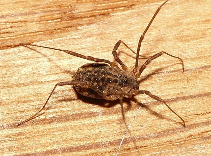 Astrobunus laevipes © <table style="width:100%; border:1px solid #aaa; background:#efd; text-align:center"><tbody><tr>
<td>
<a href="//commons.wikimedia.org/wiki/File:Aspitates_ochrearia.jpg" class="image"><img alt="Aspitates ochrearia.jpg" src="https://upload.wikimedia.org/wikipedia/commons/thumb/b/bc/Aspitates_ochrearia.jpg/55px-Aspitates_ochrearia.jpg" decoding="async" width="55" height="41" srcset="https://upload.wikimedia.org/wikipedia/commons/thumb/b/bc/Aspitates_ochrearia.jpg/83px-Aspitates_ochrearia.jpg 1.5x, https://upload.wikimedia.org/wikipedia/commons/thumb/b/bc/Aspitates_ochrearia.jpg/110px-Aspitates_ochrearia.jpg 2x" data-file-width="800" data-file-height="600"></a>
</td>
<td>This image is created by user <a rel="nofollow" class="external text" href="http://waarneming.nl/user/photos/19474">Dick Belgers</a> at <a rel="nofollow" class="external text" href="http://waarneming.nl/">waarneming.nl</a>, a source of nature observations in the Netherlands.
</td>
</tr></tbody></table>