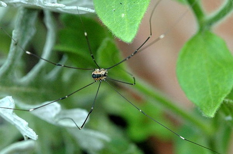 Leiobunum rotundum © James K. Lindsey