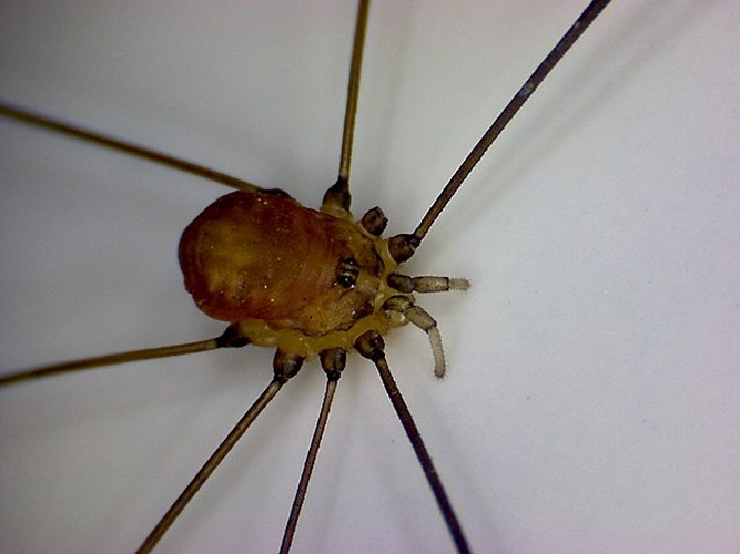 Leiobunum blackwalli &copy; <table style="width:100%; border:1px solid #aaa; background:#efd; text-align:center"><tbody><tr>
<td>
<a href="//commons.wikimedia.org/wiki/File:Aspitates_ochrearia.jpg" class="image"><img alt="Aspitates ochrearia.jpg" src="https://upload.wikimedia.org/wikipedia/commons/thumb/b/bc/Aspitates_ochrearia.jpg/55px-Aspitates_ochrearia.jpg" decoding="async" width="55" height="41" srcset="https://upload.wikimedia.org/wikipedia/commons/thumb/b/bc/Aspitates_ochrearia.jpg/83px-Aspitates_ochrearia.jpg 1.5x, https://upload.wikimedia.org/wikipedia/commons/thumb/b/bc/Aspitates_ochrearia.jpg/110px-Aspitates_ochrearia.jpg 2x" data-file-width="800" data-file-height="600"></a>
</td>
<td>This image is created by user <a rel="nofollow" class="external text" href="http://waarneming.nl/user/photos/21030">Frank van de Putte</a> at <a rel="nofollow" class="external text" href="http://waarneming.nl/">waarneming.nl</a>, a source of nature observations in the Netherlands.
</td>
</tr></tbody></table>