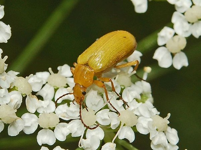 Cteniopus sulphureus © <a href="//commons.wikimedia.org/wiki/User:Hectonichus" title="User:Hectonichus">Hectonichus</a>