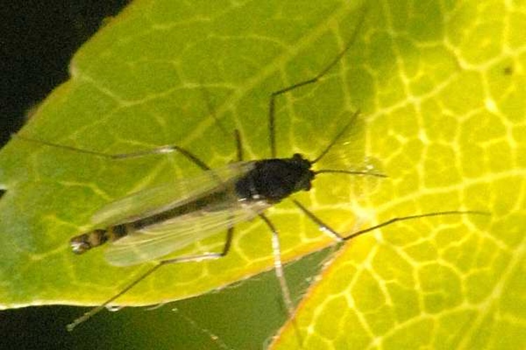 Procladius lugens © James K. Lindsey