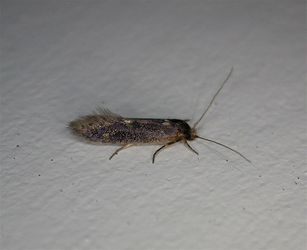 Opogona omoscopa © dhobern