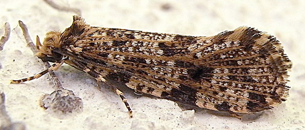 Montescardia tessulatella &copy; <a href="//commons.wikimedia.org/wiki/User:Siga" title="User:Siga">Siga</a>