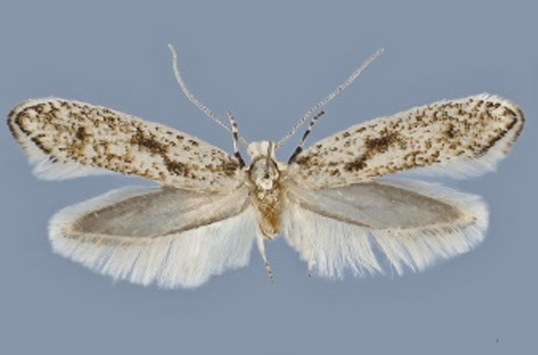 Kessleria helvetica © Huemer P, Mutanen M