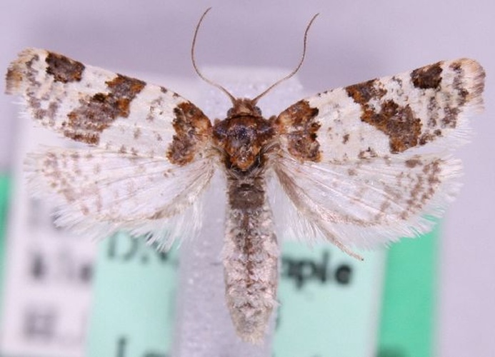 Periclepsis cinctana &copy; Marko Mutanen, University of Oulu