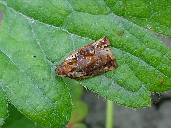 Archips betulana &copy; <a href="//commons.wikimedia.org/wiki/User:AfroBrazilian" title="User:AfroBrazilian">AfroBrazilian</a>